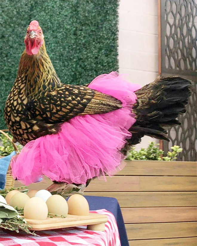 Chickens in tutus: the latest fashion trend!