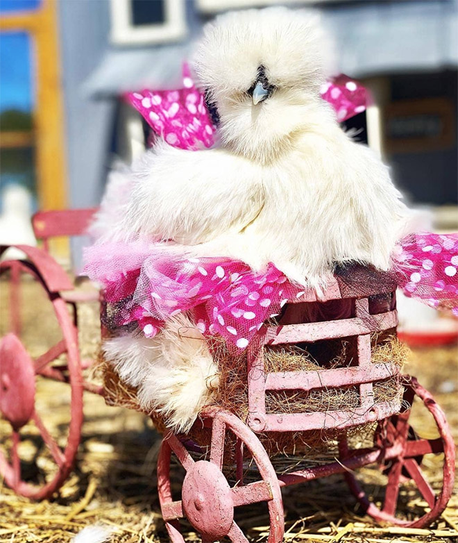Chickens in tutus: the latest fashion trend!