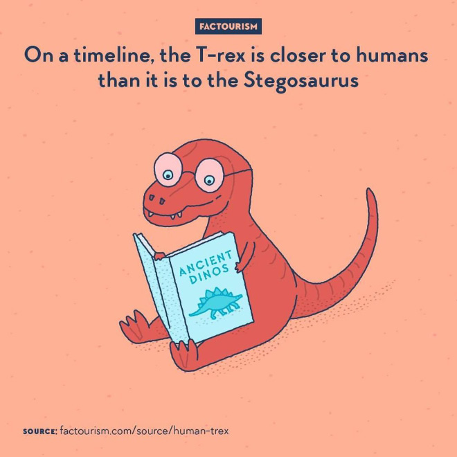 We often think of dinosaurs as all living in a period far in the past. But the Mesozoic Era, as it is called, lasted from 250 million to 66 million years ago. In other words, it lasted almost three times longer than the time that separate us from it now. An early dinosaur like Stegosaurus lived about 150 million years ago. A later specimen like Tyrannosaurus lived around 67 million years ago. As for humans, the earliest australopiths appeared 4 millions years ago.