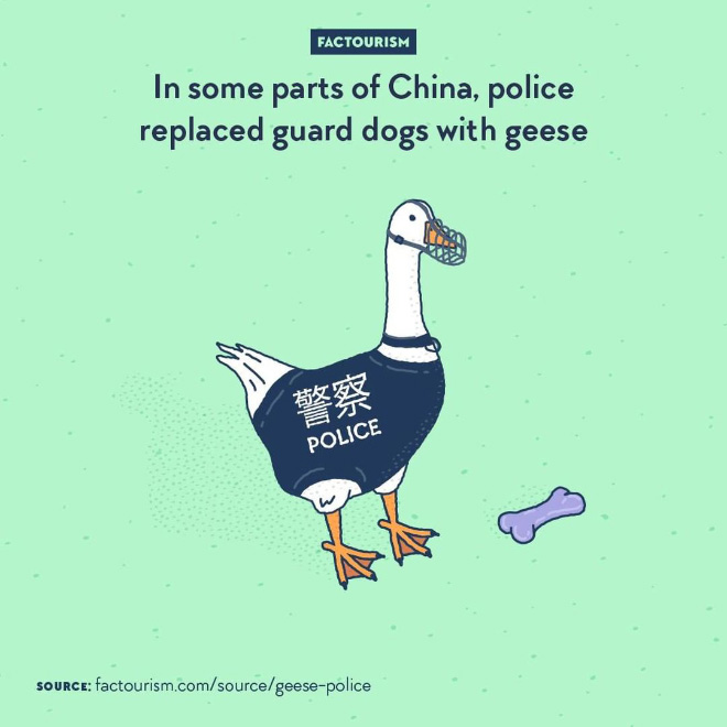 Geese have excellent hearing, exceptional eyesight, are very territorial, aggressive, and loud. For all of these reasons, some police stations in rural parts Xinjiang Province now have geese guarding at night.