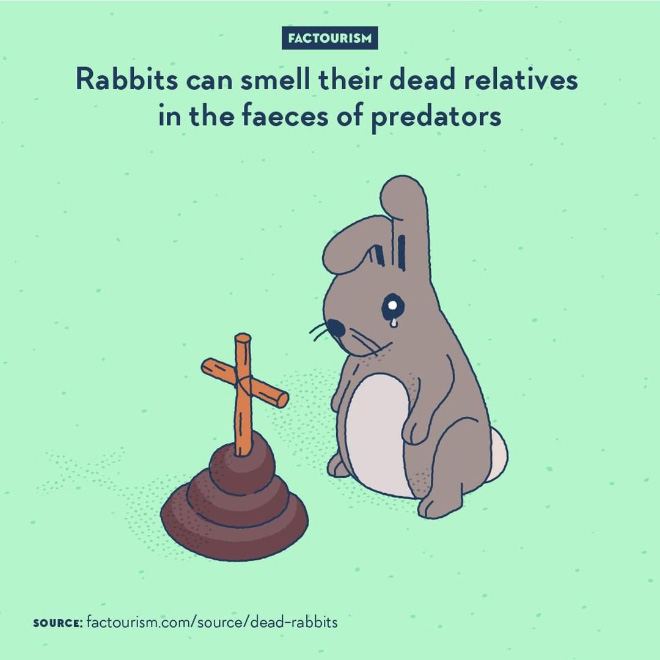 Not only rabbit can recognise the smell of faeces of known predatory species, but it has been found that they are also able to distinguish the ones that has specifically been eating other rabbits. If an area houses an animal a little too fond of eating rabbits in the near past, then it is probably best to avoid this place for a while.⁠