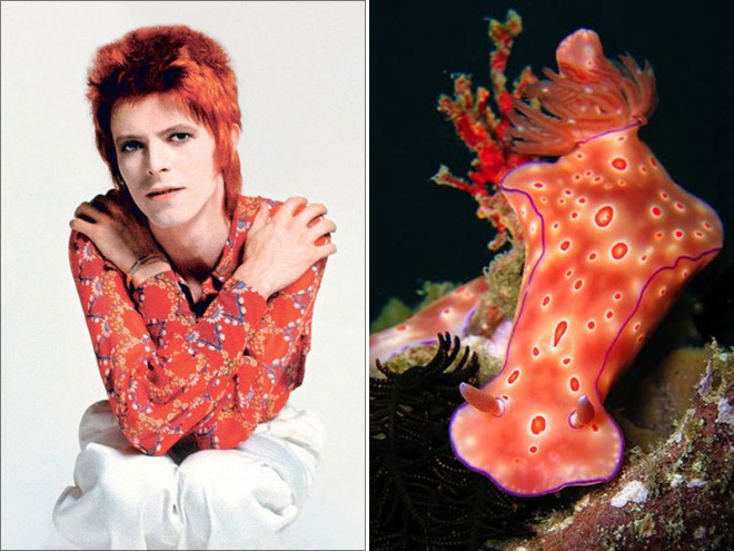 This sea slug totally looks like David Bowie.