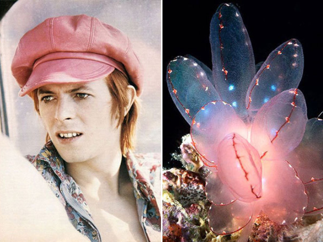 This sea slug totally looks like David Bowie.