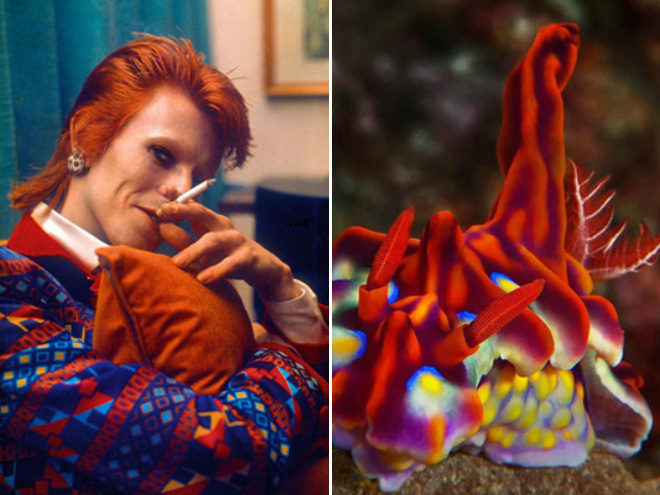 This sea slug totally looks like David Bowie.