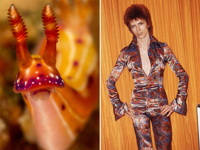 This sea slug totally looks like David Bowie.