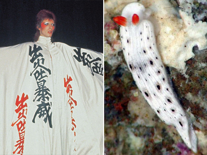 This sea slug totally looks like David Bowie.