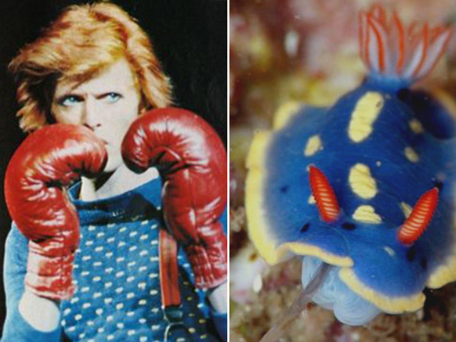 This sea slug totally looks like David Bowie.