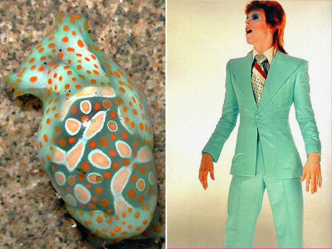 This sea slug totally looks like David Bowie.