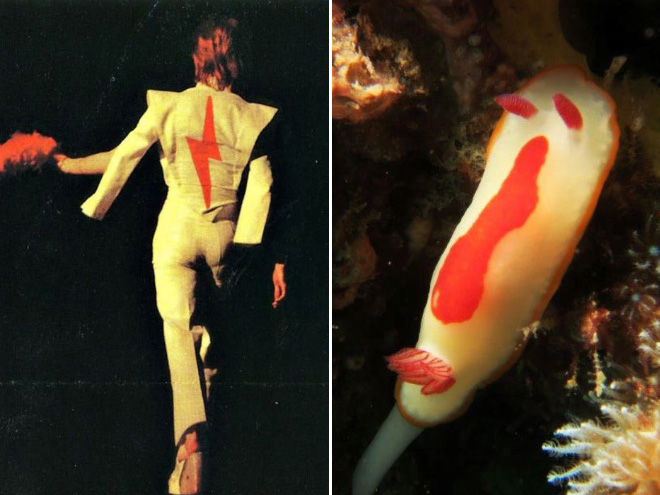 This sea slug totally looks like David Bowie.