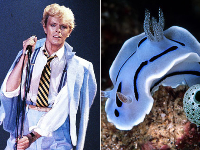 This sea slug totally looks like David Bowie.