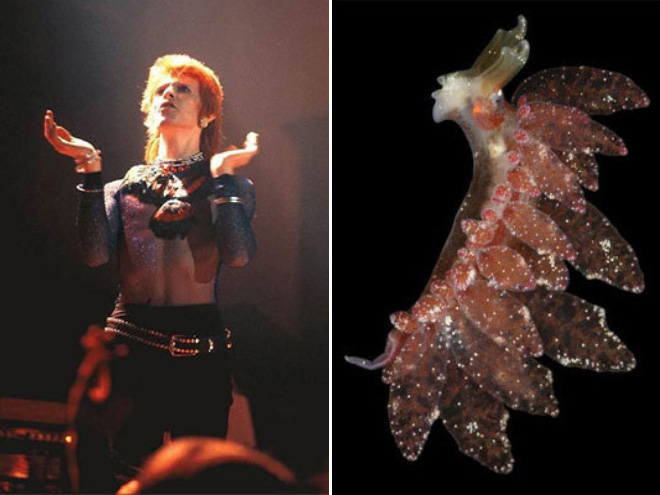 This sea slug totally looks like David Bowie.