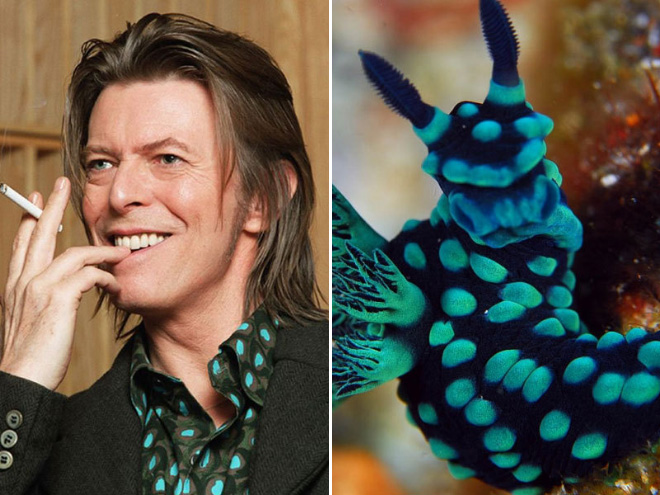 This sea slug totally looks like David Bowie.