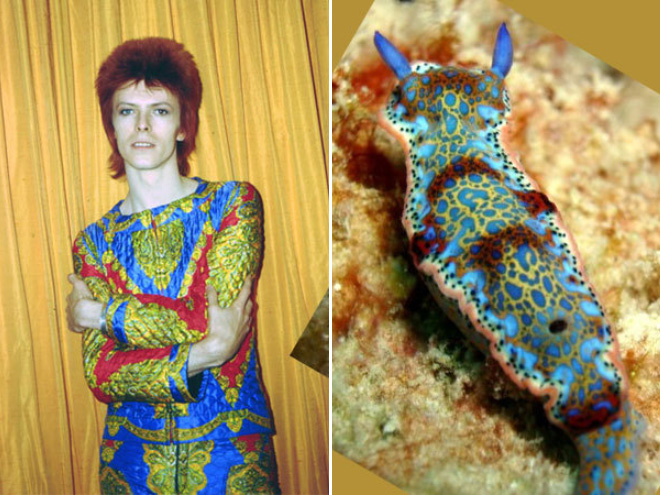 This sea slug totally looks like David Bowie.