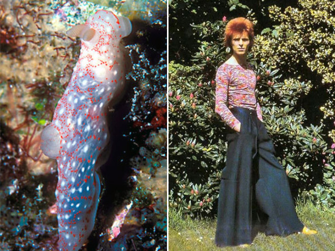 This sea slug totally looks like David Bowie.