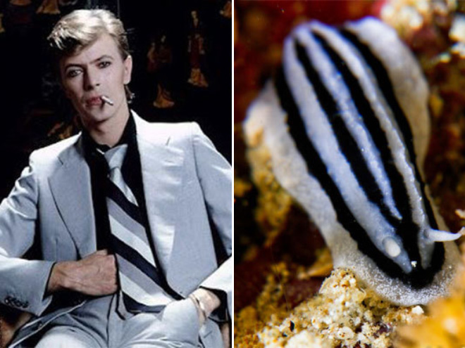 This sea slug totally looks like David Bowie.