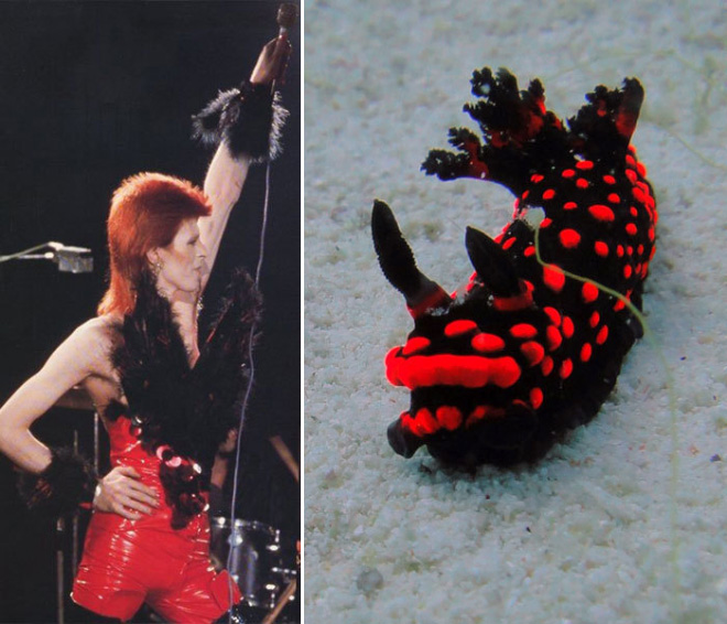 This sea slug totally looks like David Bowie.