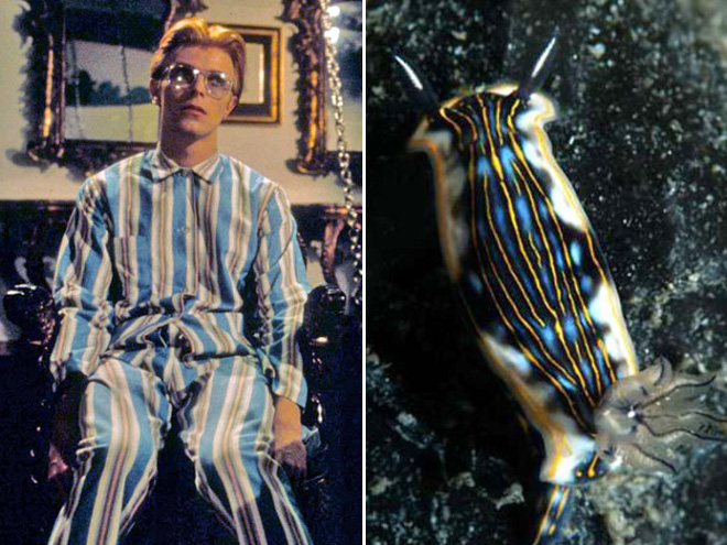 This sea slug totally looks like David Bowie.