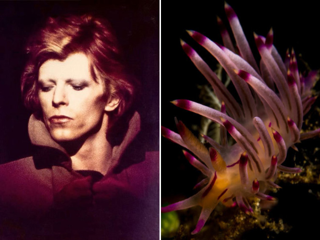 This sea slug totally looks like David Bowie.