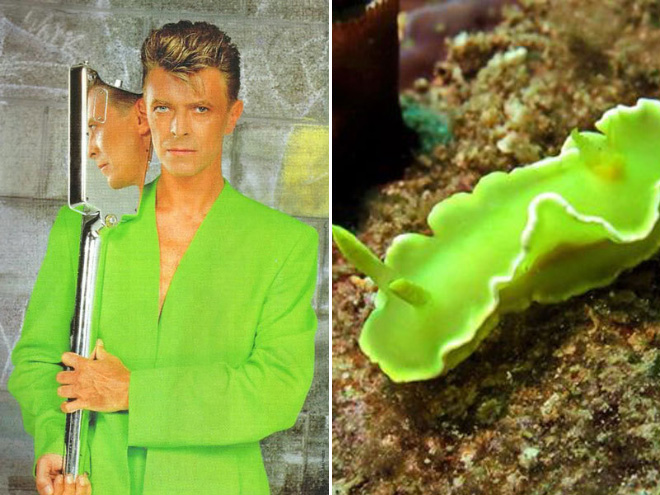 This sea slug totally looks like David Bowie.