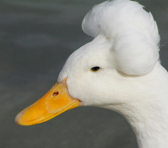 White crested ducks look like George Washington.