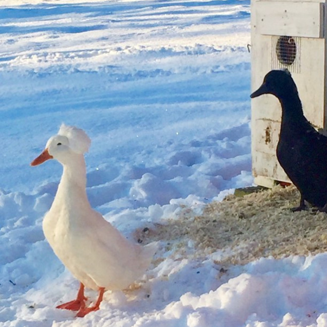 White crested ducks look like George Washington.