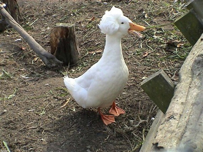 White crested ducks look like George Washington.