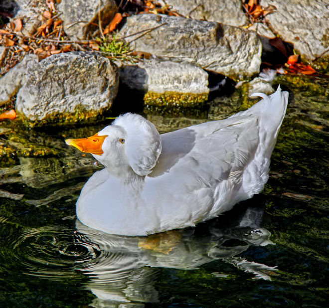 White crested ducks look like George Washington.