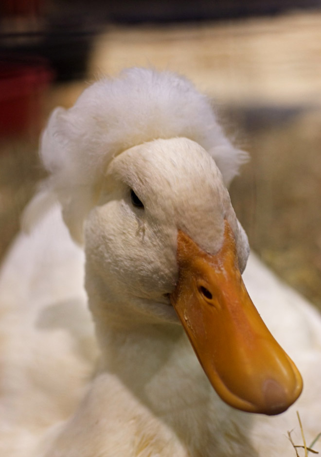 White crested ducks look like George Washington.