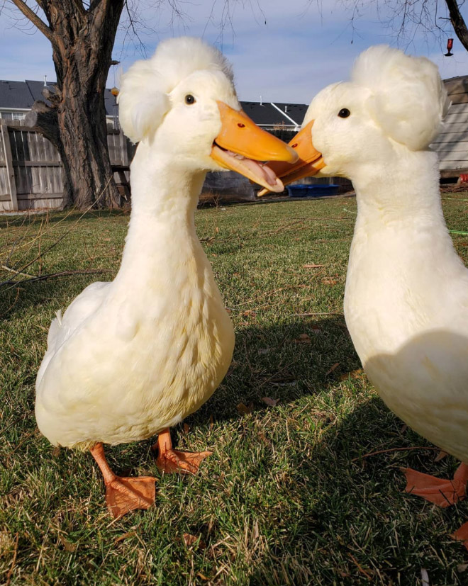 White crested ducks look like George Washington.