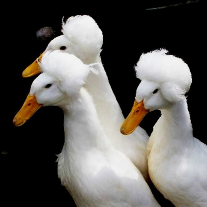 White crested ducks look like George Washington.