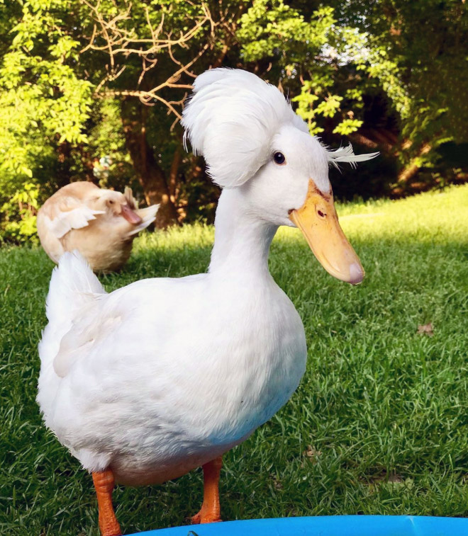 White crested ducks look like George Washington.