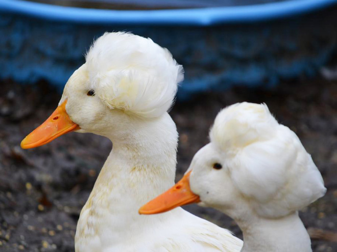 White crested ducks look like George Washington.