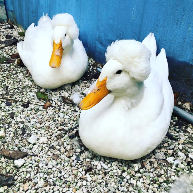 White crested ducks look like George Washington.