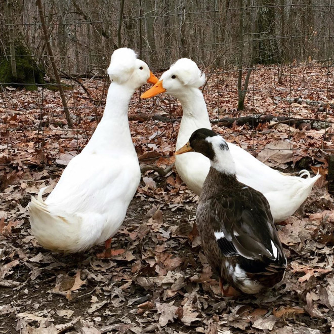 White crested ducks look like George Washington.