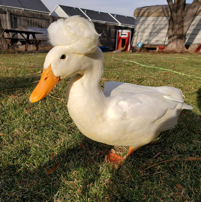 White crested ducks look like George Washington.