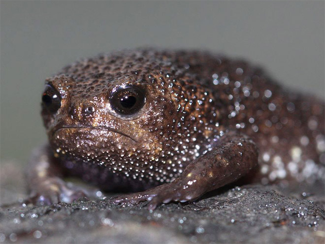 This frog looks like an angry avocado.