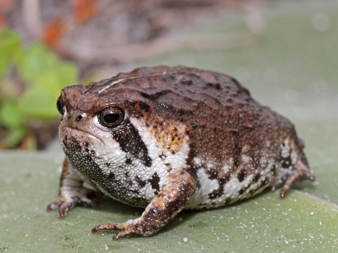 This frog looks like an angry avocado.