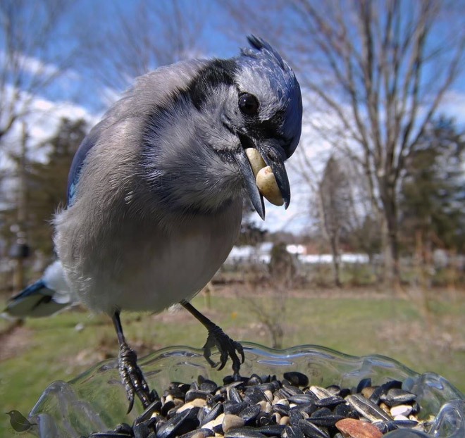 Bird feeder cam photo.