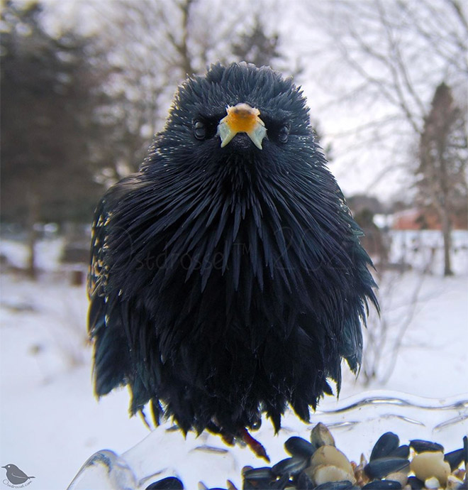 Bird feeder cam photo.