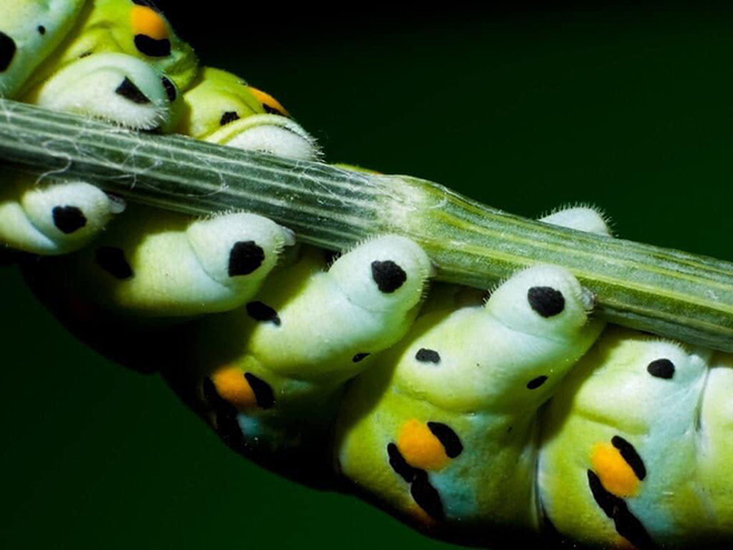 Caterpillar feet.