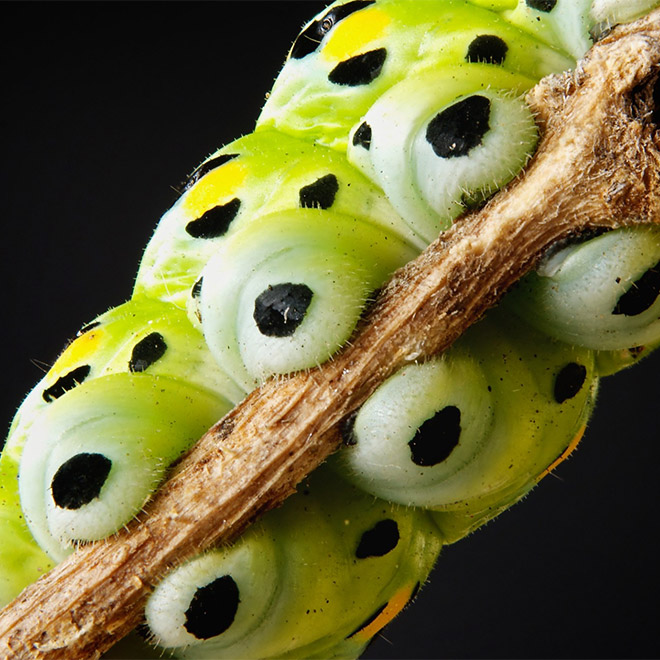 Caterpillar feet.