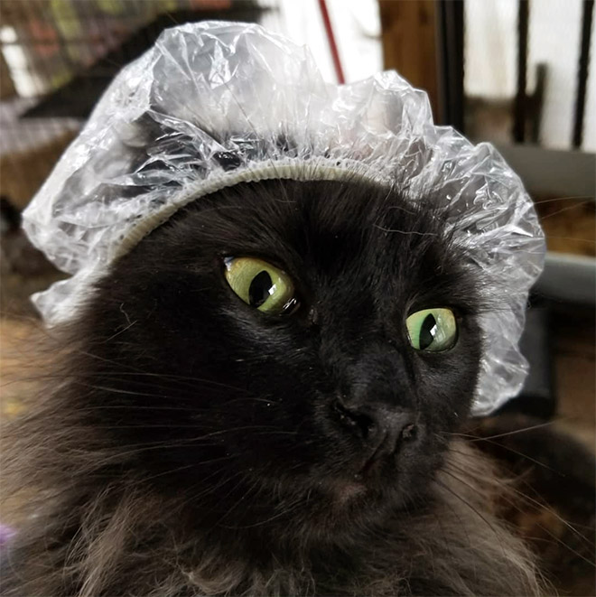 Is there anything cuter than a cat? Yep, a cat in a shower cap!