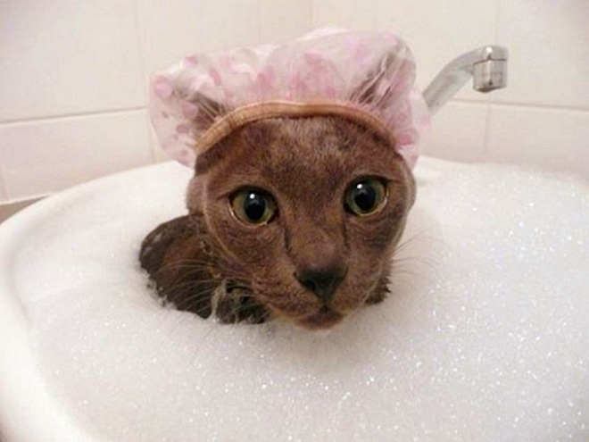 Is there anything cuter than a cat? Yep, a cat in a shower cap!