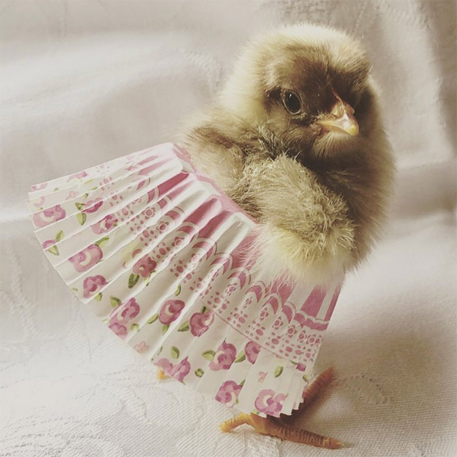 Chicken cupcake tutus.