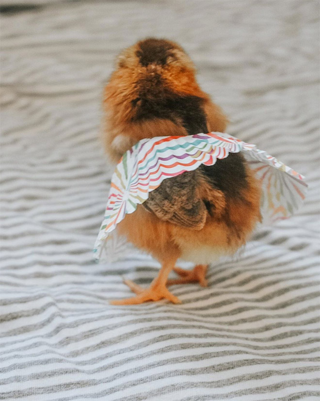 Chicken cupcake tutus.