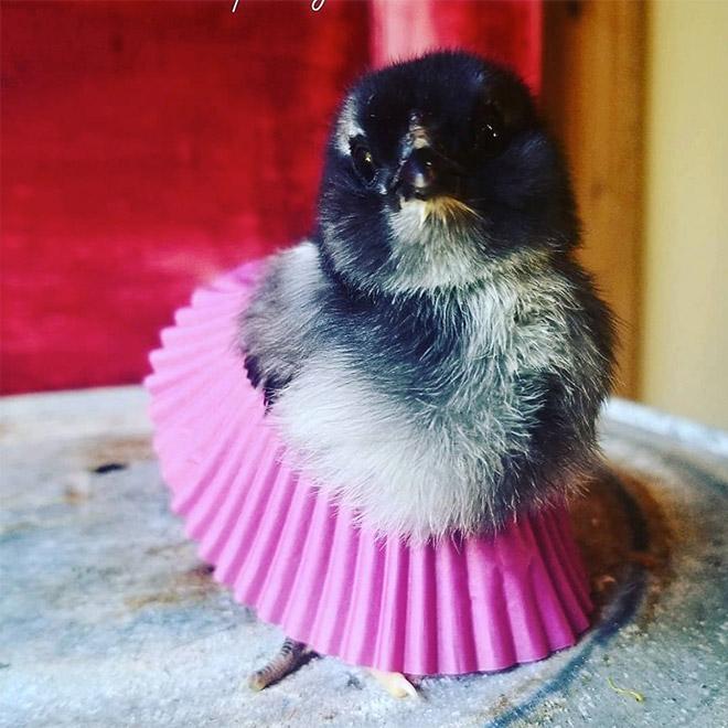 Chicken cupcake tutus.