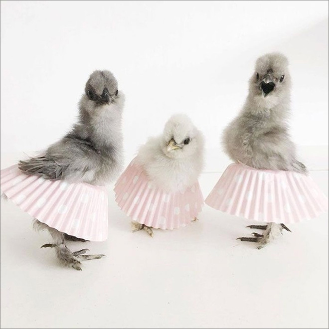 Chicken cupcake tutus.