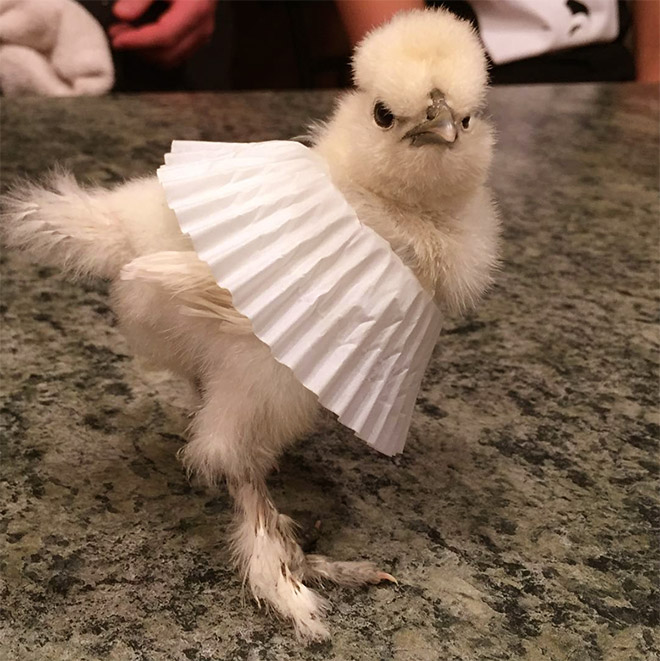 Chicken cupcake tutus.