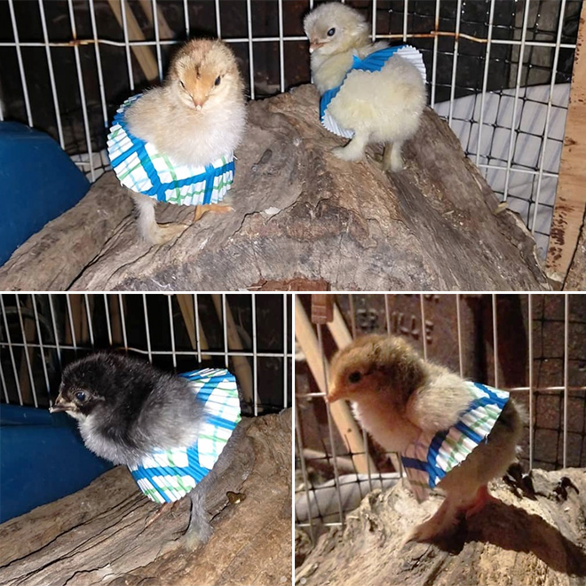 Chicken cupcake tutus.