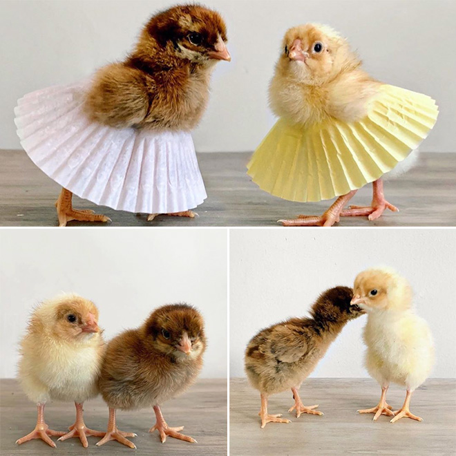 Chicken cupcake tutus.